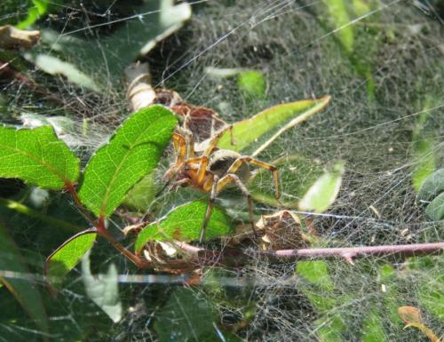 Agelena labyrinthica